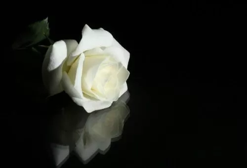Flor que simboliza una muerte por negligencia en Vancouver WA